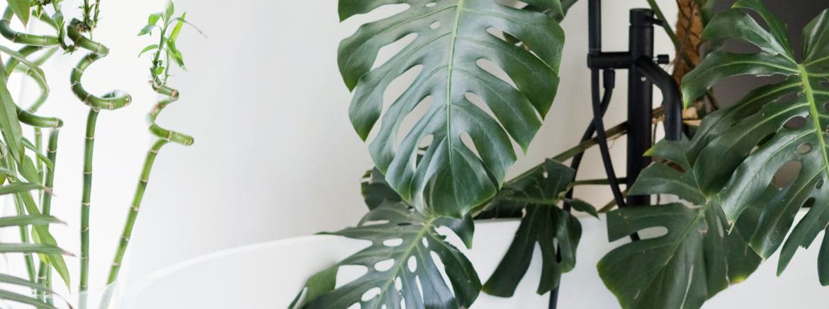 house plant image