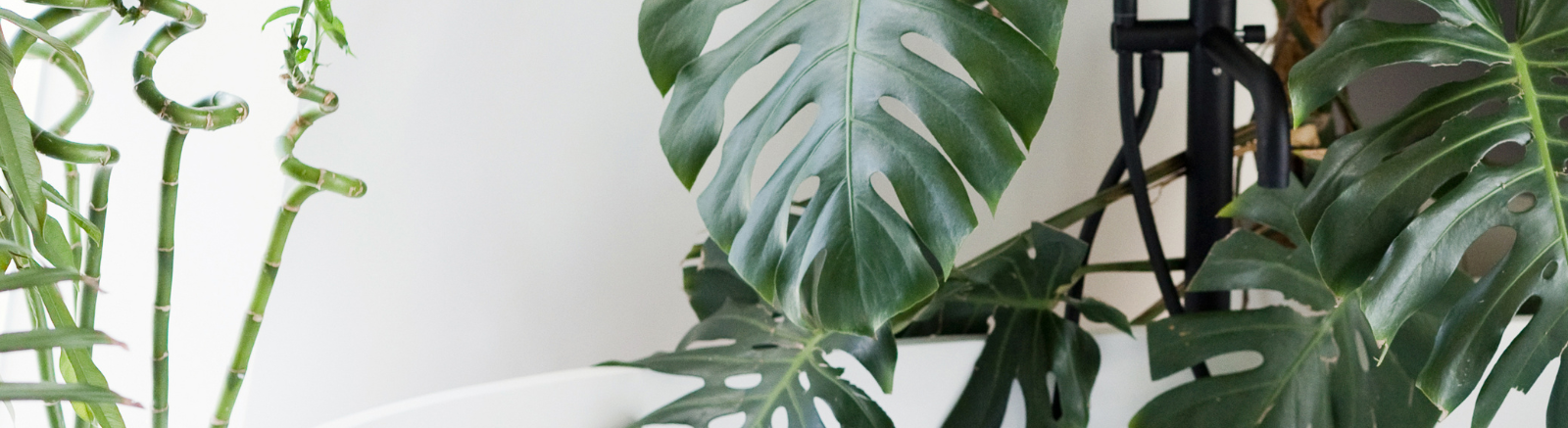 house plant image